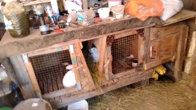 привожу крольчиху в охоту! как привести крольчиху в охоту? смотреть онлайн