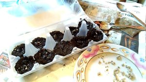 Хурма виргинская - стратификация и посадка семян на рассаду