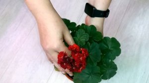 Garnet Rosebud миниатюрная бархатная пеларгония, которая притягивает взгляды