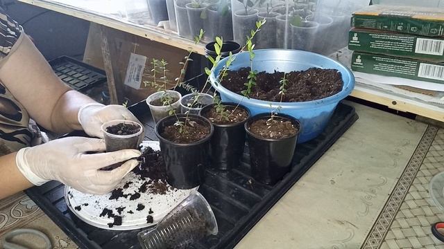 Клюква Стивенс, размножение #клюквастивенс #размножениеклюквы смотреть онлайн