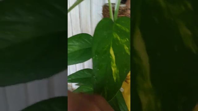 Epipremnum pinnatum aurea / yellow variegata | Fazza Nursery - popular plants смотреть онлайн