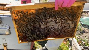 Как подготовить пчел к зиме?! #пчеловодство #мед #пасека