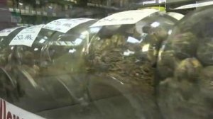 Как отличить настоящий чай от подделки?