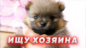 Щенкам шпица 30 дней. Бронирование щенков. Шпицы Крепыш, Певунья, Малыш ищут хозяев