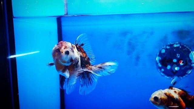 VES 240 смотреть онлайн