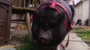 20 случаев, когда животные спасали людям жизнь