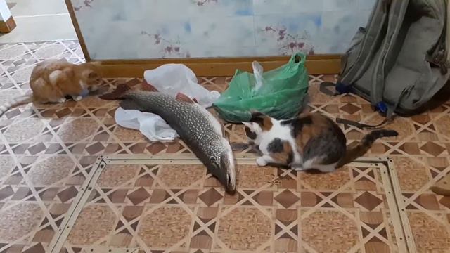 РЫБАЛКА|ПЕРВЫЙ ЛЁД|ЩУКА 9КГ смотреть онлайн