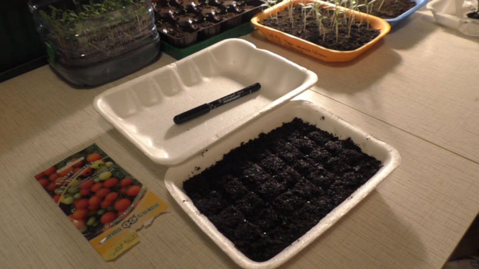 Как сеять помидоры на рассаду в домашних условиях пошаговый рецепт с фото