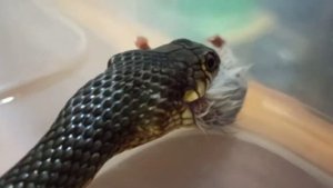 Каспийский полоз кушает растерзанного хомячка...