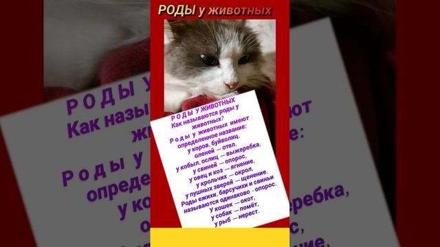 Р О Д Ы  У ЖИВОТНЫХ Как называются роды у животных? Р о д ы  у  животных...  7 января 2023 г. 04:19