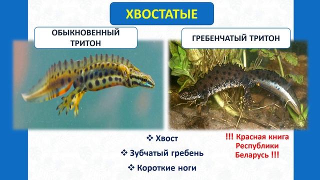 Многообразие земноводных, их значение и охрана смотреть онлайн