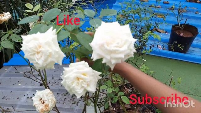 10 Easy Steps To Get Giant Roses.Honey Milk White Rose Care And Fertilizer.