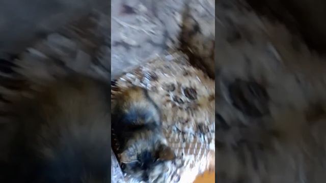 Жизнь Дымка часть 6 смотреть онлайн