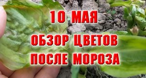10 мая. Обзор цветов после морозов