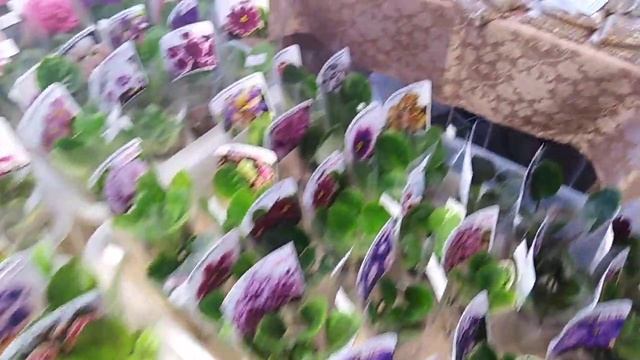 ПРИГЛАШАЮ НА ЦВЕТОЧНЫЙ  ФЕЙЕРВЕРК. ВЫСТАВКА КОМНАТНЫХ РАСТЕНИЙ.