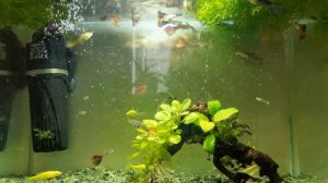 Топ 5 рыбок для маленьких аквариумов. Часть 1