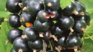 Смородина черная Пилот (ribes nigrum) ? смородина Пилот обзор: как сажать саженцы смородины Пилот