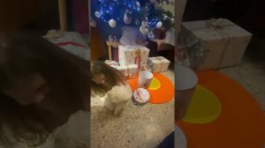 Реакция детей на подарок щенка Мальтезе