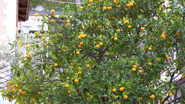 Италия: озеро Гарда, Limone Sul Garda смотреть онлайн