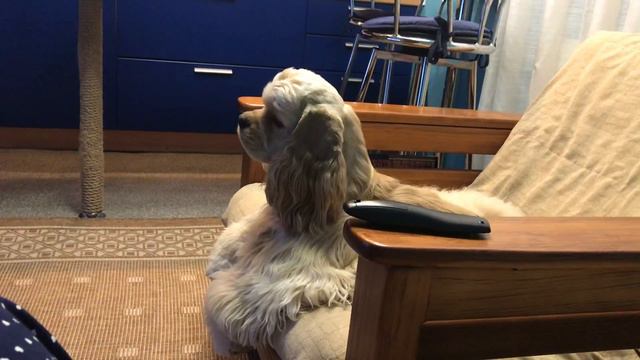 Денни смотрит NAT GEO🤓🐾🐾 смотреть онлайн