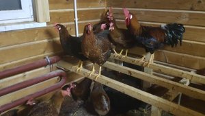 Итальянская порода кур черное и голубое золото (окаймленная)