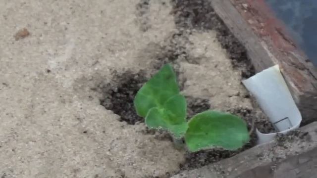 ЧЕРЕНКОВАНИЕ АМПЕЛЬНОЙ ПЕТУНИИ