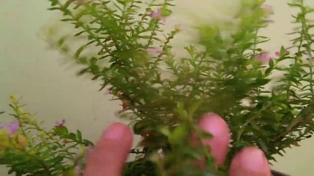 How to grow CUPHEA plant ... смотреть онлайн