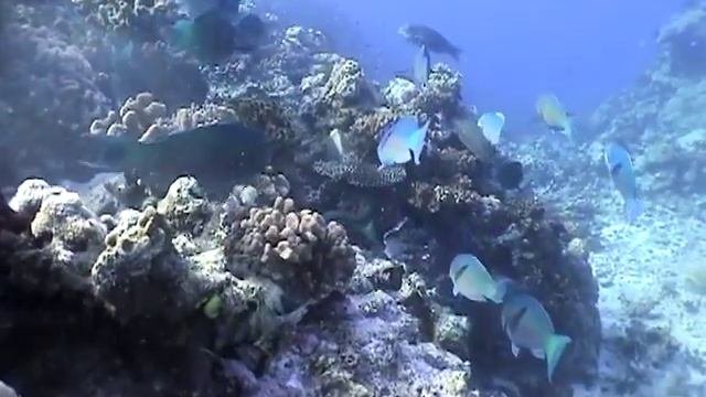 Parrot Fish