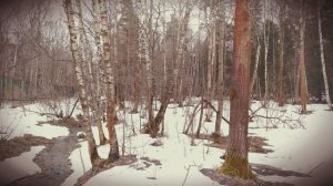 весна в лесу 2022.mp4