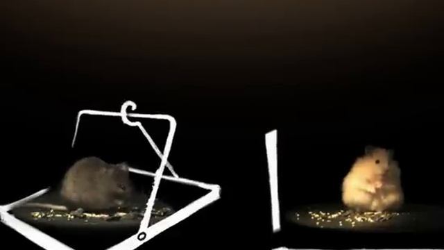 У хомяков PR лучше смотреть онлайн