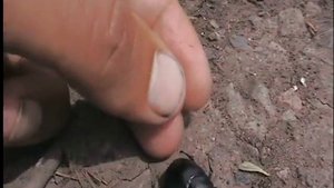 Чорный жук похожий на навозника