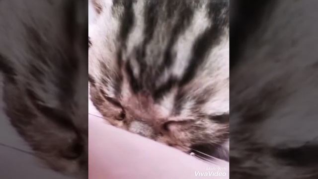 Котенок плачет!ВИДЕО ДО СЛЕЗ