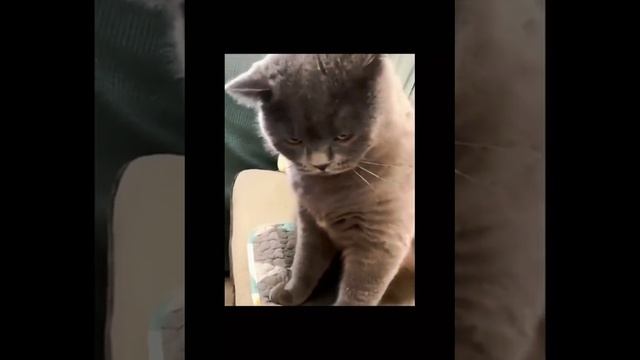 Весёлые ролики животных