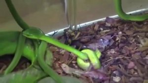 Wonderful Green Tree Python Giving Birth To Red Baby, Yellow snake, Black Snake   Reproduction In R