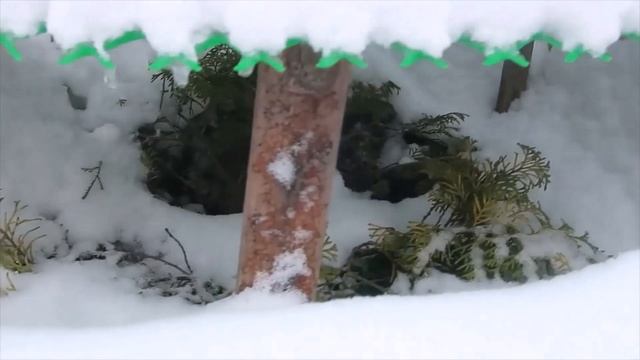 ХВОЙНЫЕ ЗИМОЙ-2023г-2-я часть смотреть онлайн