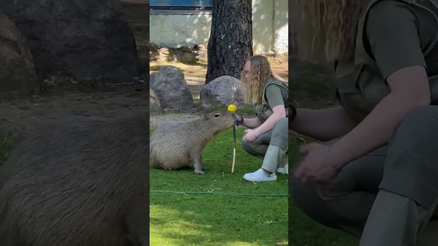 Капибара из Московского зоопарка научилась давать лапку