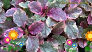 Живучка ползучая Бордовое свечение. Краткий обзор, описание ajuga reptans Burgundy Glow