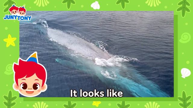 🐳 Whale, Whale, Whale… Look Who It Is! | Orca, Blue whale, Sperm whale | Animal Songs | JunyTony смотреть онлайн