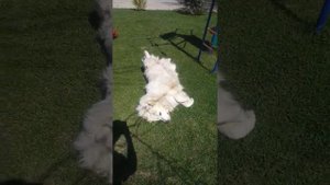 Пиренейская горная собака - пиренейский волкодав. Great Wolfhound Breed Appearance!