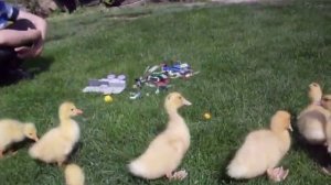 Как собирать лего. Обучаем гусей собирать лего.