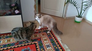 Коты подрались! Драка!Кот шипит! Рычит!Кот ругается)))
