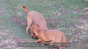 Как успокоить гиперактивную собаку?