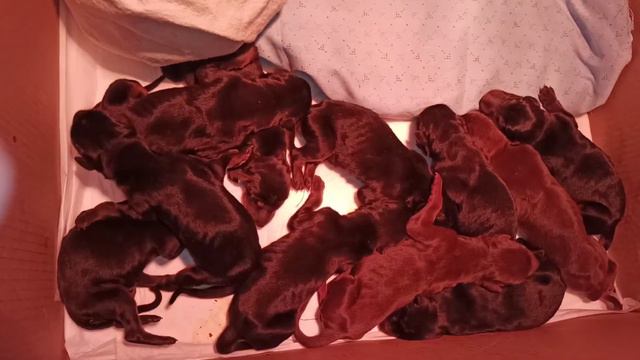 щенки добермана день 3 смотреть онлайн