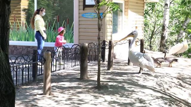 14.06.2020 кормление пеликана в зоопарке Лимпопо смотреть онлайн