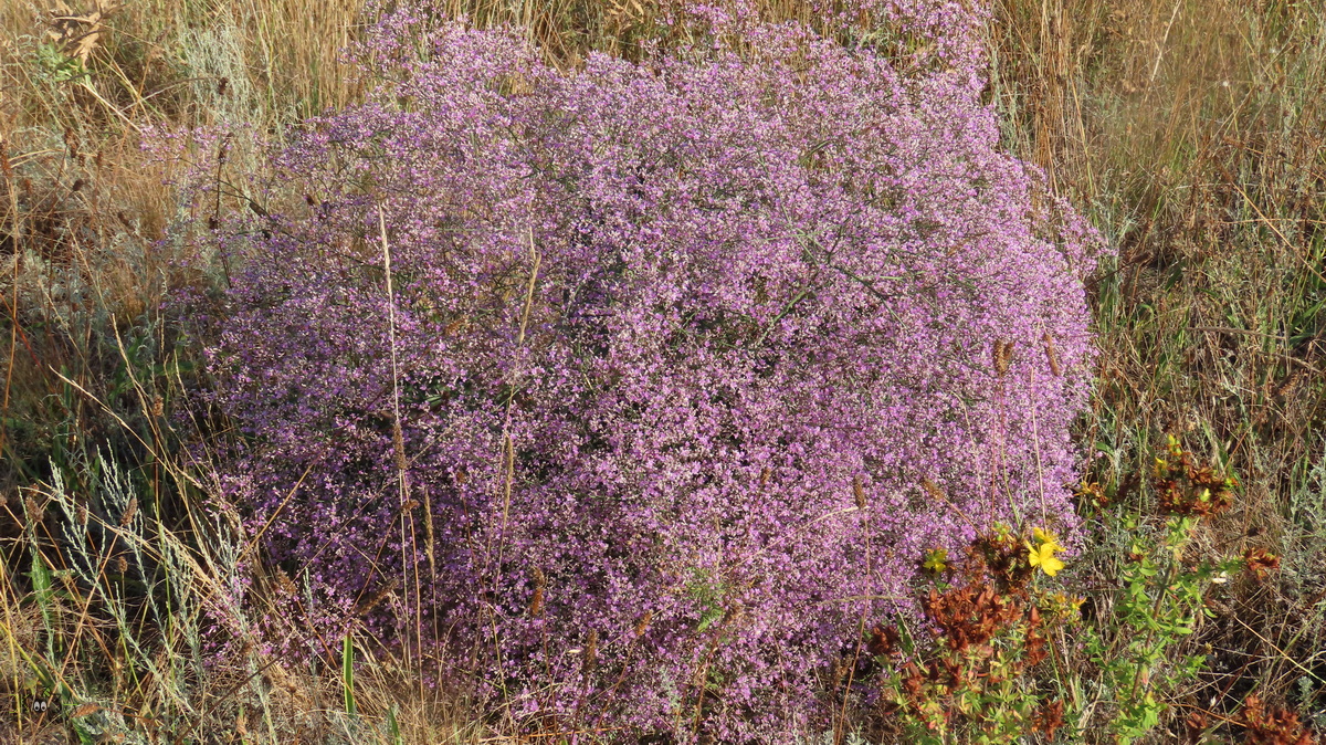 Перекати-поле. Кермек, качим, синеголовник