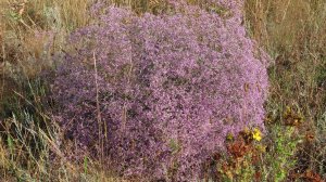 Перекати-поле. Кермек, качим, синеголовник