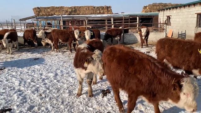 Откорм бычков. Покупка новых бычков. Казахские белоголовые. Ак басы.