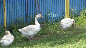 Воронежская область. Природа. Лето