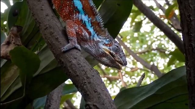 удивительный мир животных! смотреть онлайн