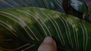 Маранта Трехцветная — уход в домашних условиях